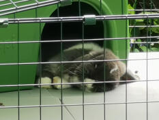 A rabbit resting in the green Zippi rabbit shelter.