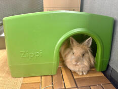 Bear full of joy in house