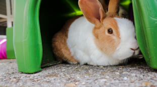 A rabbit sitting inside a rabbit shelter.