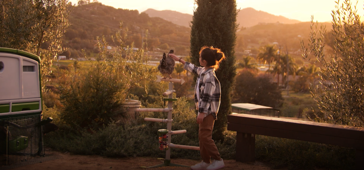 Because of the chicken campaign