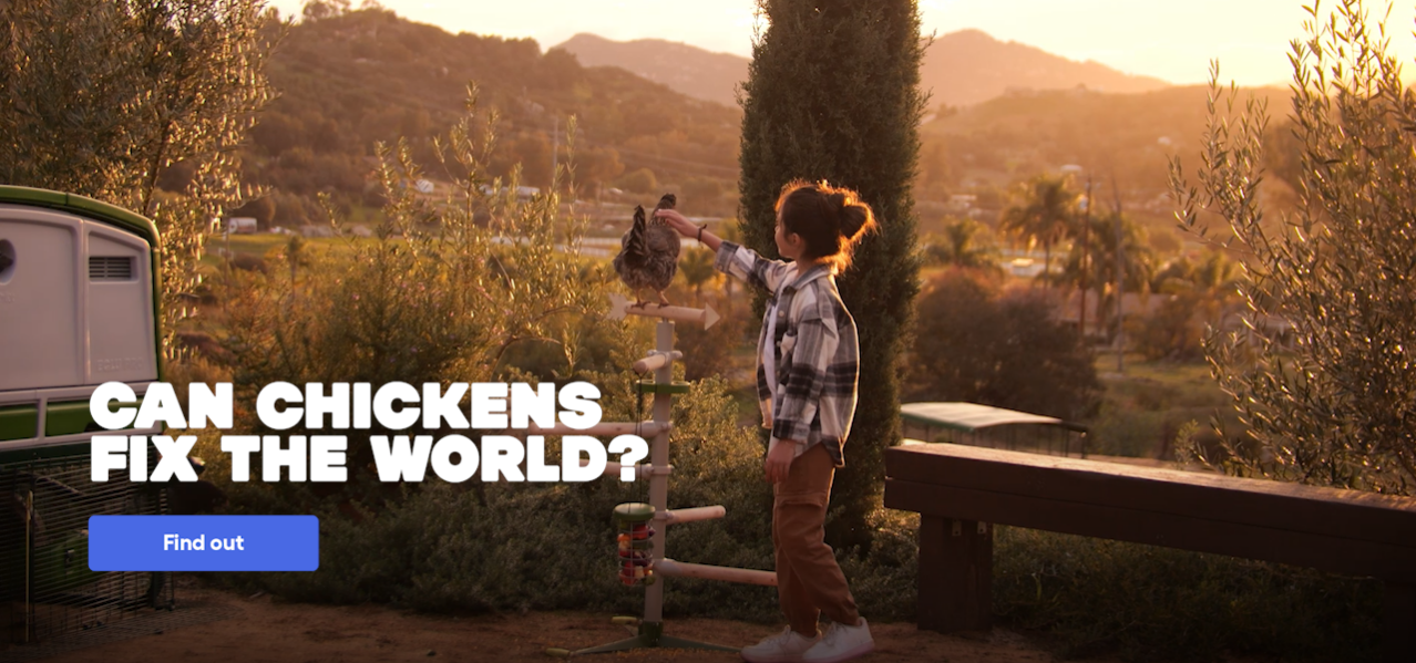 Because of the chicken campaign