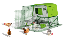 Eglu Cube chicken coop