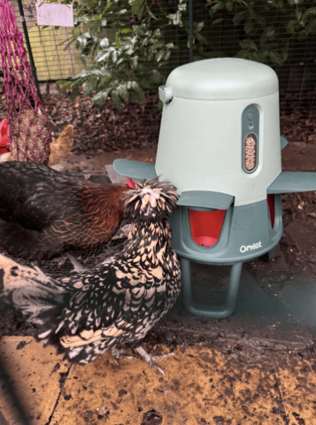 Chickens pecking at the Omlet Smart Chicken Feeder
